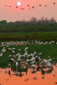 The Pantanal – Places to visit – Brazil – Journey Latin America