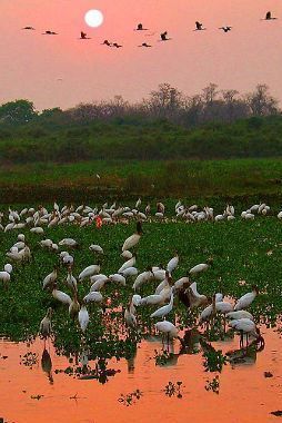 The Pantanal – Places to visit – Brazil – Journey Latin America