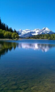 American Nature