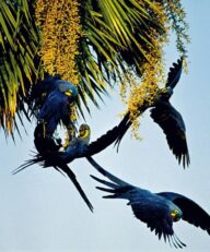 Pantanal Sul Matogrossense