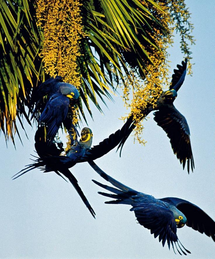 Pantanal Sul Matogrossense