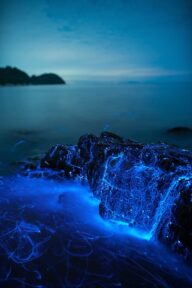 Umi-hotaru: ‘Alien’ life forms in Japan’s Seto Sea