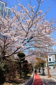 Busan, South Korea 25 (南韓,釜山) | Sakura (Cherry Blossom)