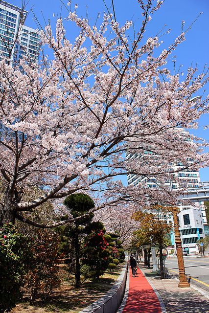 Busan, South Korea 25 (南韓,釜山) | Sakura (Cherry Blossom)